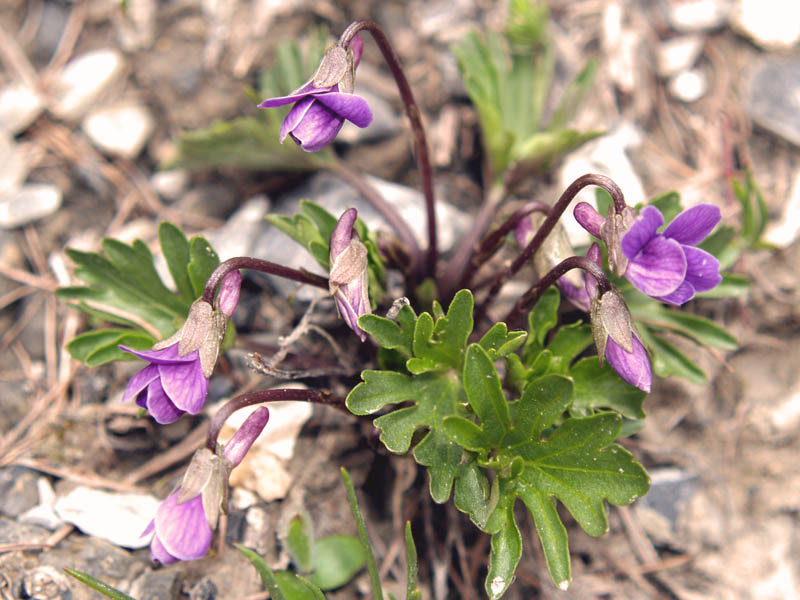 <i>Viola pinnata</i> L.