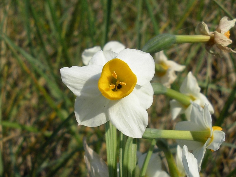 <i>Narcissus tazetta</i> L. subsp. <i>tazetta</i>