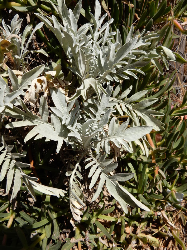 <i>Centaurea pandataria</i> (Fiori & Bég.) Bég.