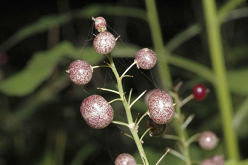 <i>Maianthemum bifolium</i> (L.) F.W.Schmidt