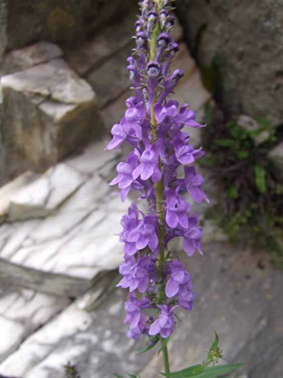 <i>Linaria purpurea</i> (L.) Mill.