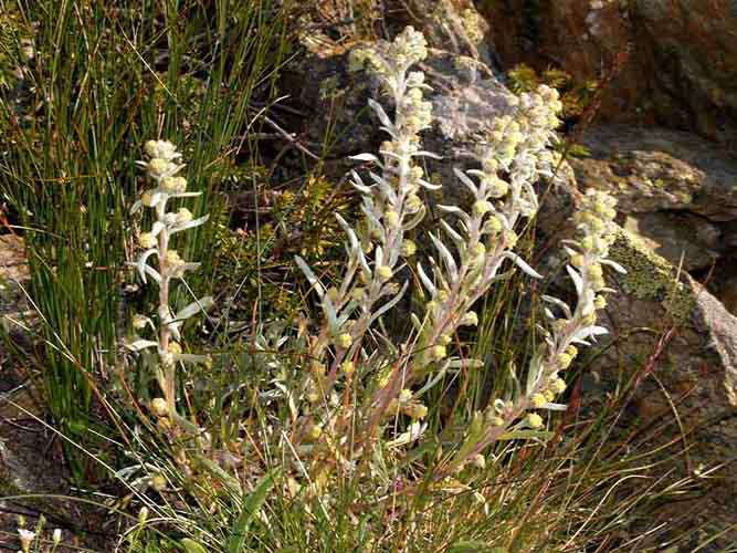 <i>Artemisia eriantha</i> Ten.
