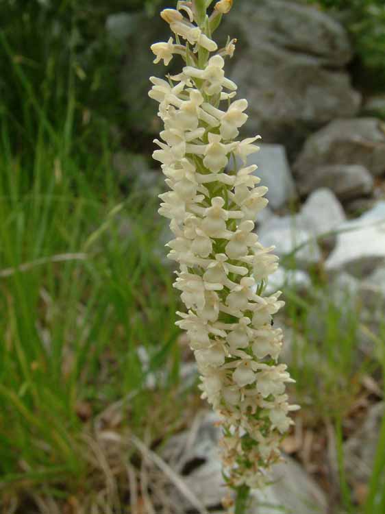<i>Gymnadenia odoratissima</i> (L.) Rich.