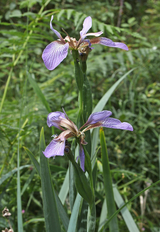 <i>Chamaeiris foetidissima</i> (L.) Medik.