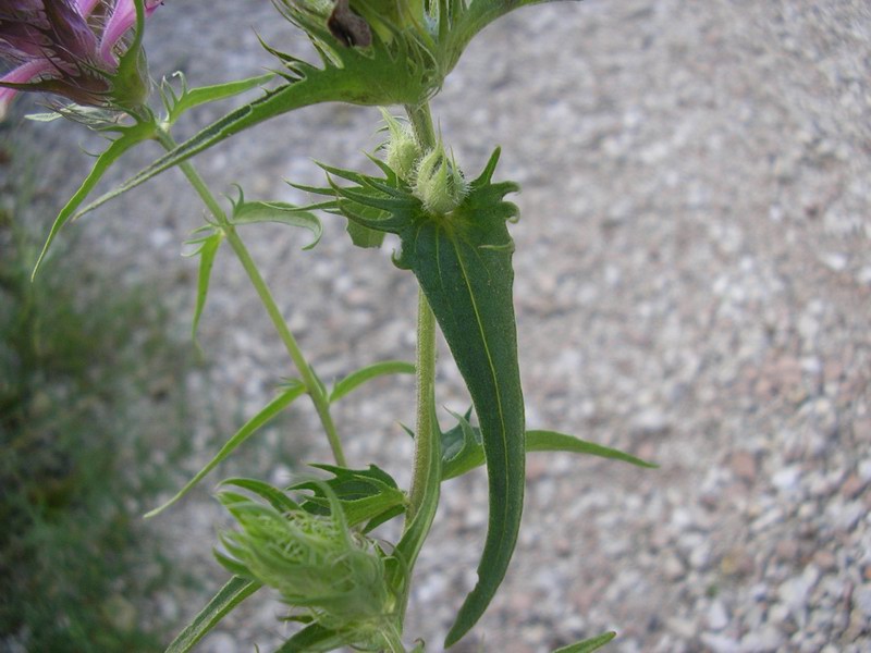 <i>Melampyrum barbatum</i> Waldst. & Kit. subsp. <i>carstiense</i> Ronniger