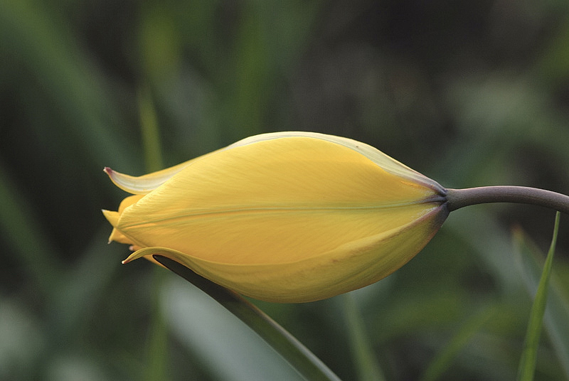 <i>Tulipa sylvestris</i> L.
