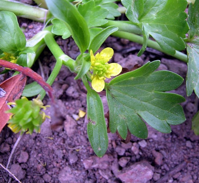 <i>Ranunculus muricatus</i> L.