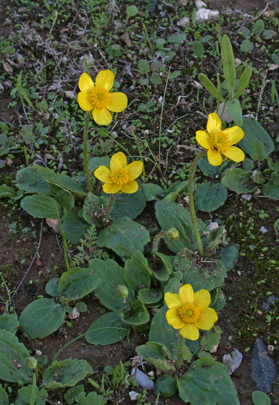 <i>Ranunculus bullatus</i> L.