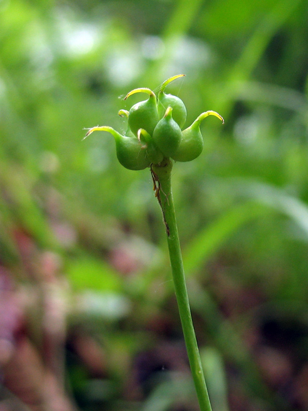 <i>Ranunculus thora</i> L.