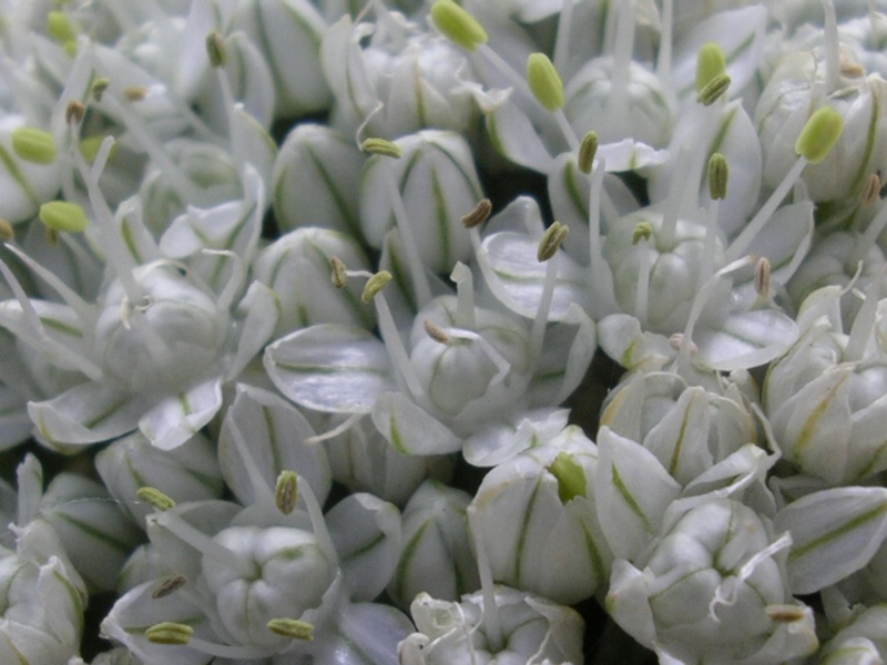<i>Allium cepa</i> L.