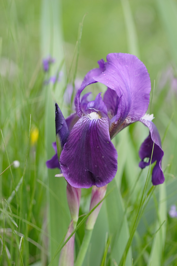 <i>Iris marsica</i> I.Ricci & Colas.