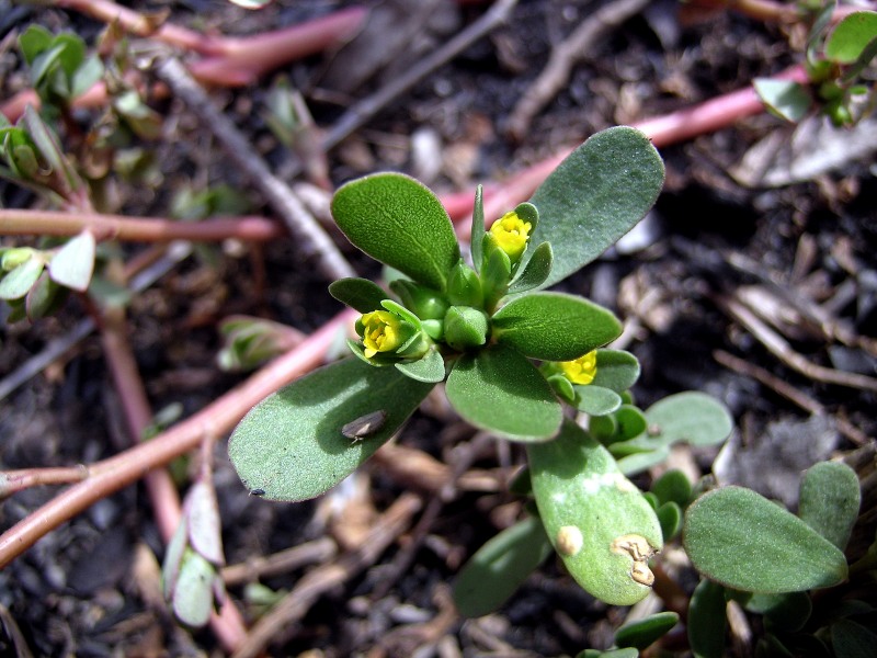 <i>Portulaca oleracea</i> L.