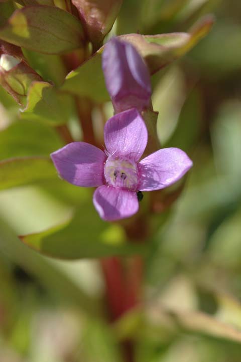 <i>Gentianella campestris</i> (L.) Börner subsp. <i>campestris</i>