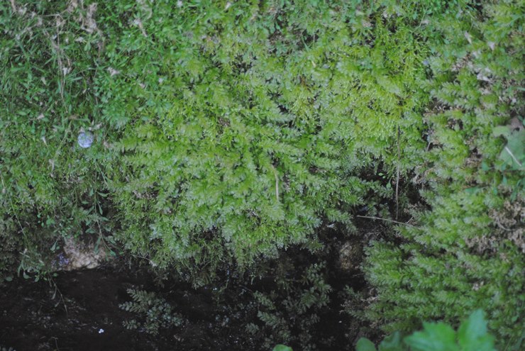 Mniaceae: Plagiomnium undulatum (Hedw.) T.J. Kop. (Bryophyta)