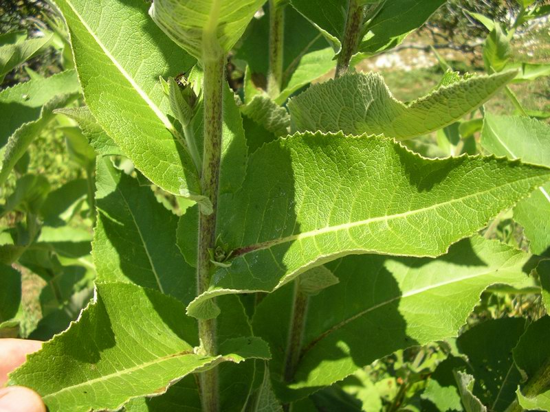 <i>Inula helenium</i> L. subsp. <i>helenium</i>