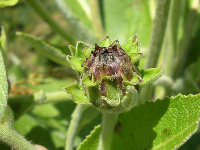 <i>Inula helenium</i> L. subsp. <i>helenium</i>