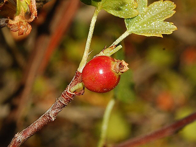 <i>Ribes sardoum</i> Martelli