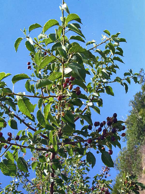 <i>Prunus mahaleb</i> L.