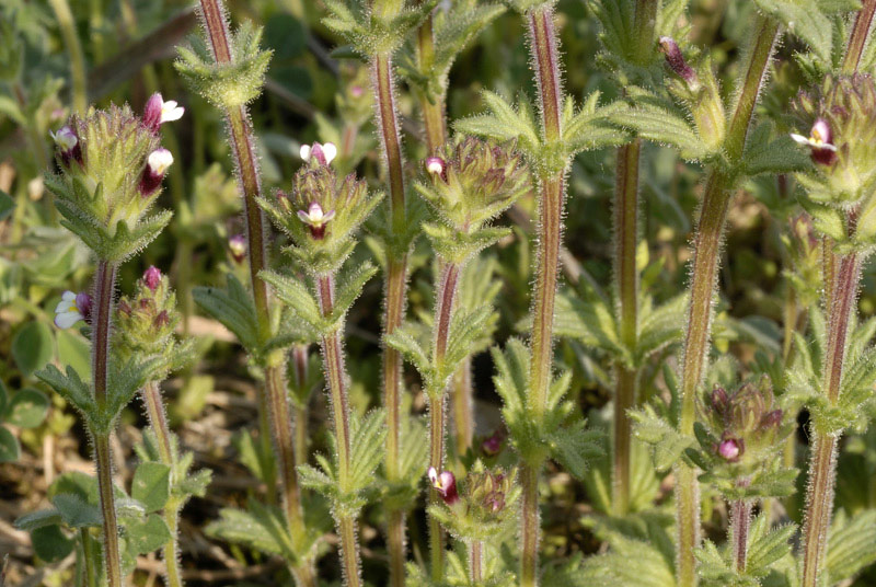 <i>Parentucellia latifolia</i> (L.) Caruel