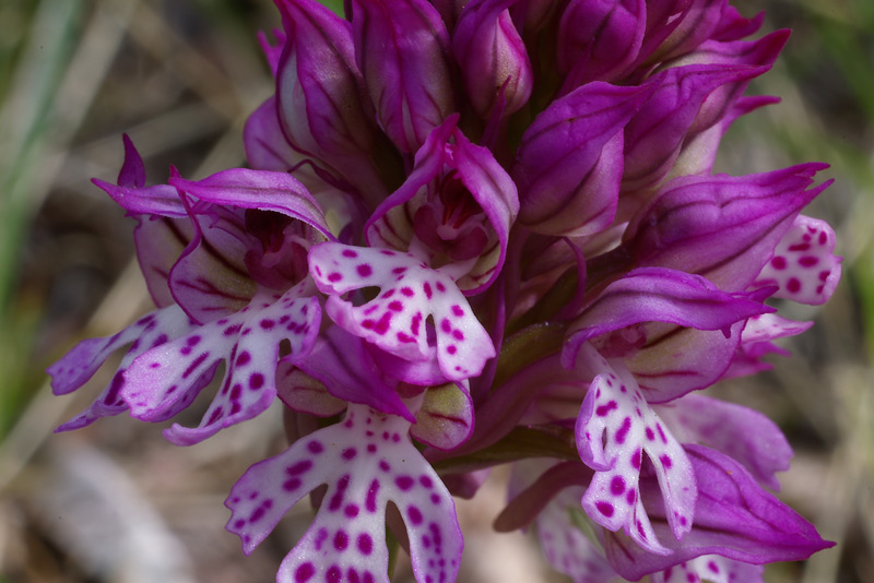 Orchis-x-dietrichiana.jpg