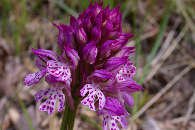Orchis-x-dietrichiana2.jpg
