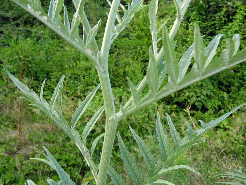 <i>Cynara cardunculus</i> L. subsp. <i>cardunculus</i>