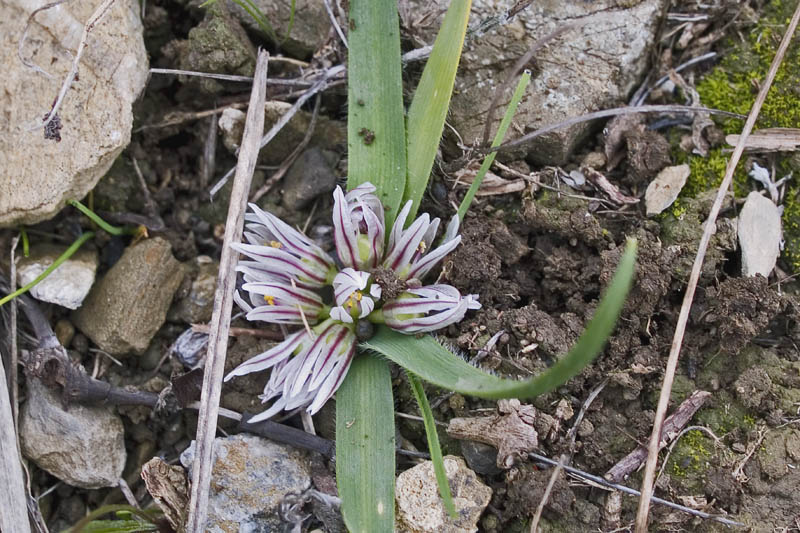 <i>Allium chamaemoly</i> L. subsp. <i>chamaemoly</i>