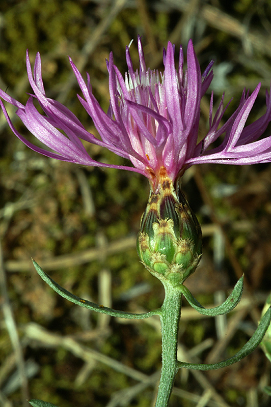 <i>Centaurea tommasinii</i> A.Kern.
