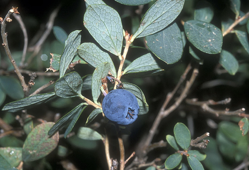 <i>Vaccinium uliginosum</i> L. subsp. <i>microphyllum</i> (Lange) Tolm.