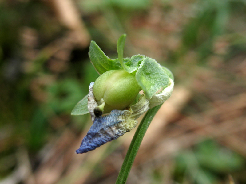 <i>Viola eugeniae</i> Parl. subsp. <i>eugeniae</i>