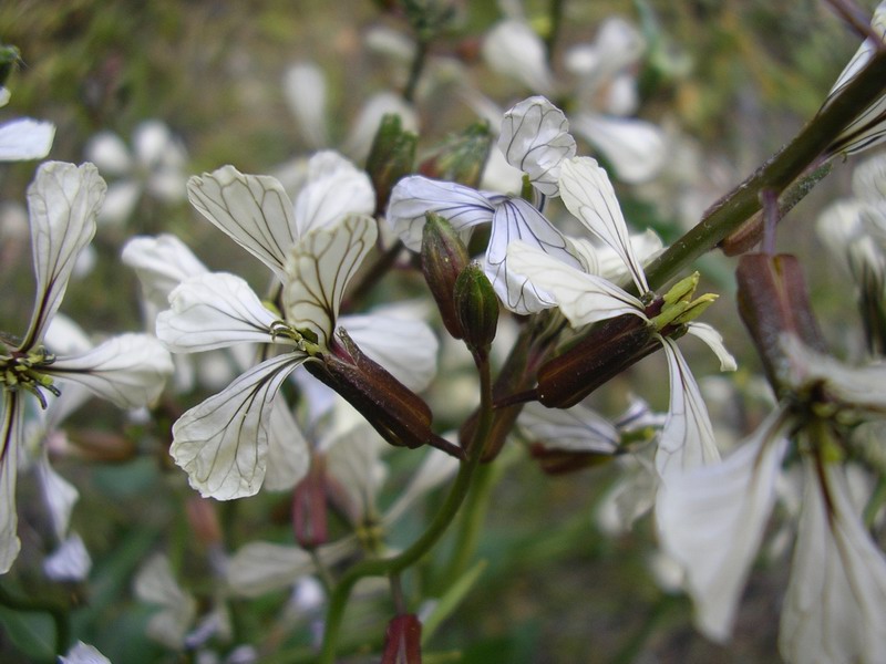 <i>Eruca vesicaria</i> (L.) Cav.