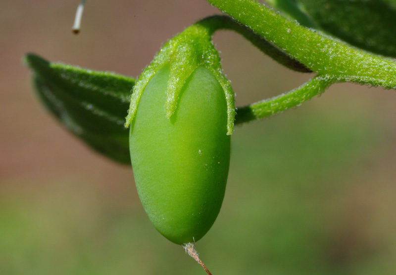 <i>Salpichroa origanifolia</i> (Lam.) Baill.