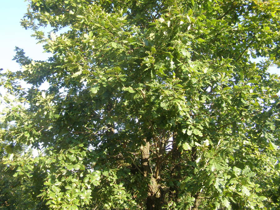 <i>Quercus pubescens</i> Willd.