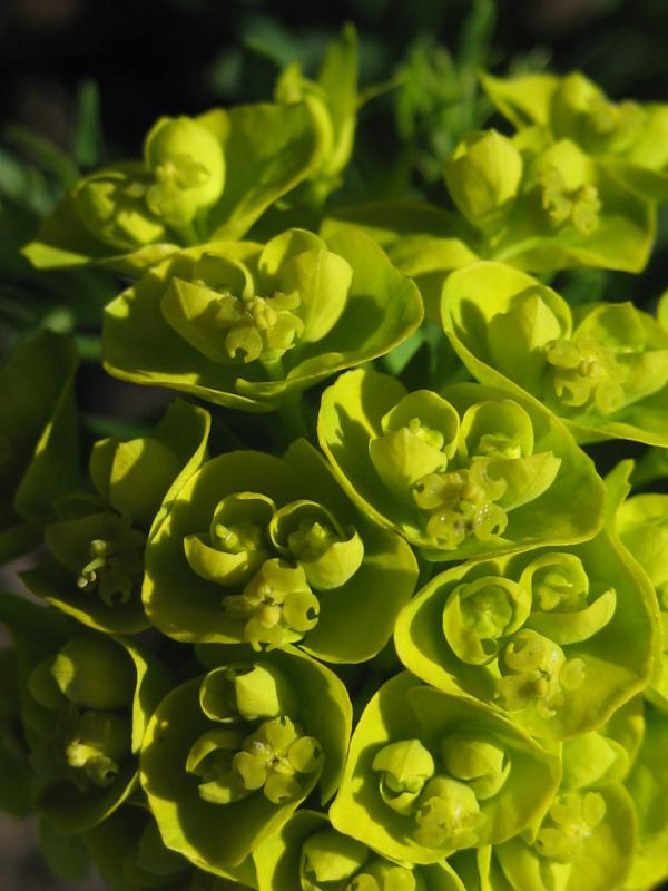 <i>Euphorbia esula</i> L.