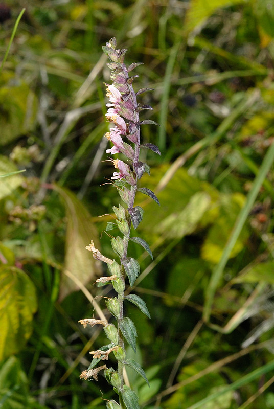 <i>Odontites vernus</i> (Bellardi) Dumort. subsp. <i>serotinus</i> Corb.