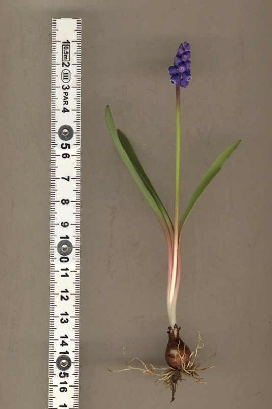 <i>Muscari botryoides</i> (L.) Mill. subsp. <i>botryoides</i>