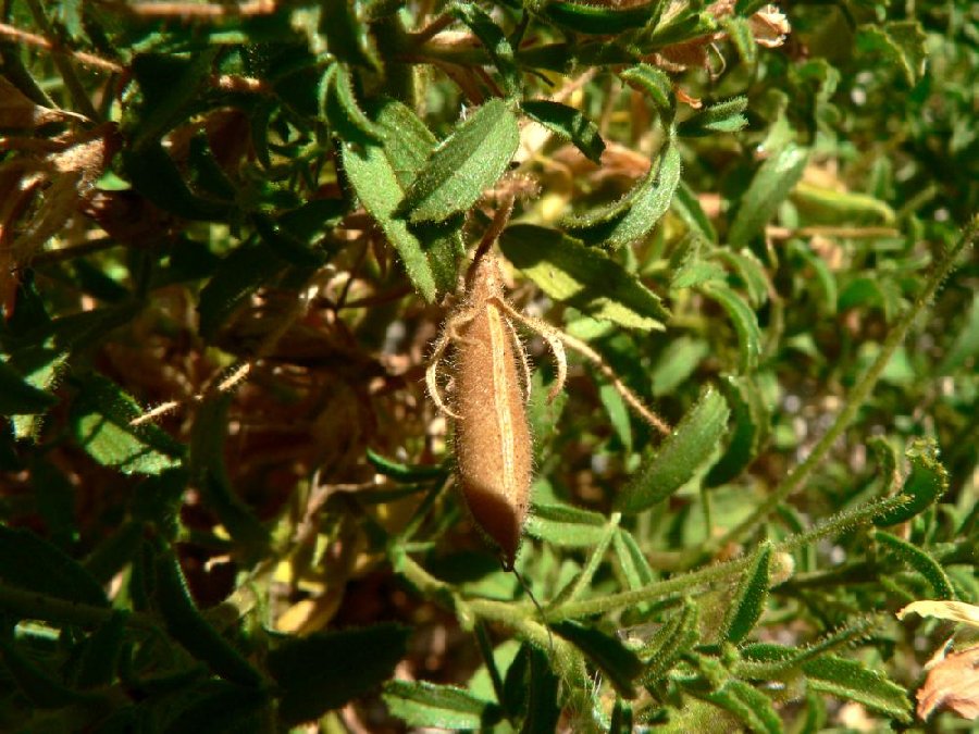 <i>Ononis natrix</i> L. subsp. <i>natrix</i>