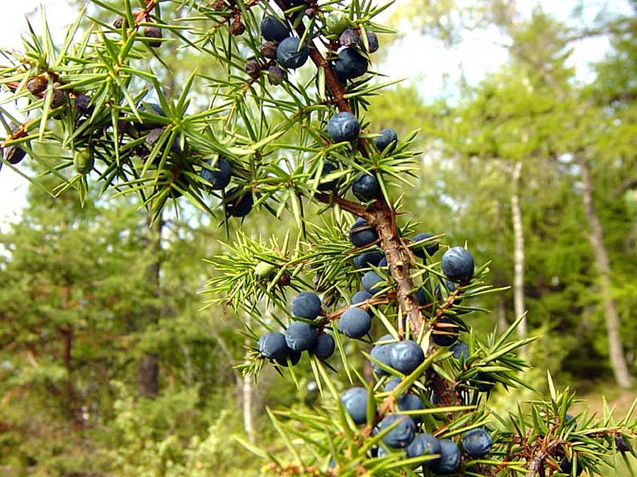 Juniperus communis 3.jpg
