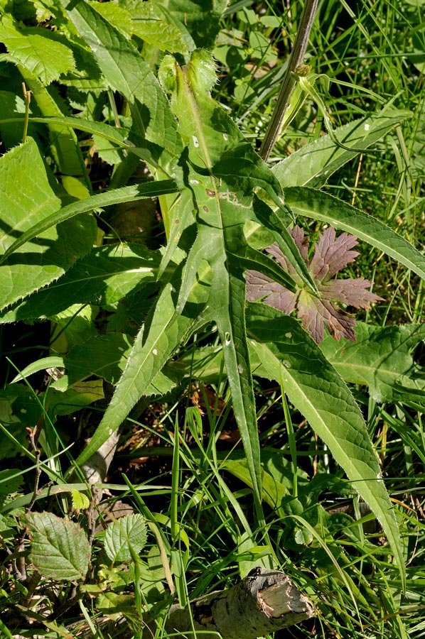 <i>Cirsium heterophyllum</i> (L.) Hill