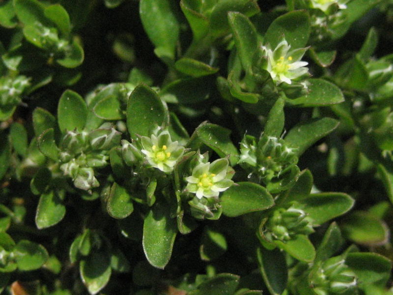 <i>Polycarpon tetraphyllum</i> (L.) L.