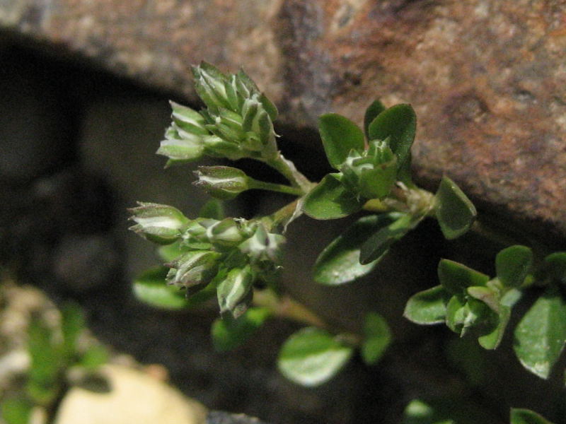 <i>Polycarpon tetraphyllum</i> (L.) L.