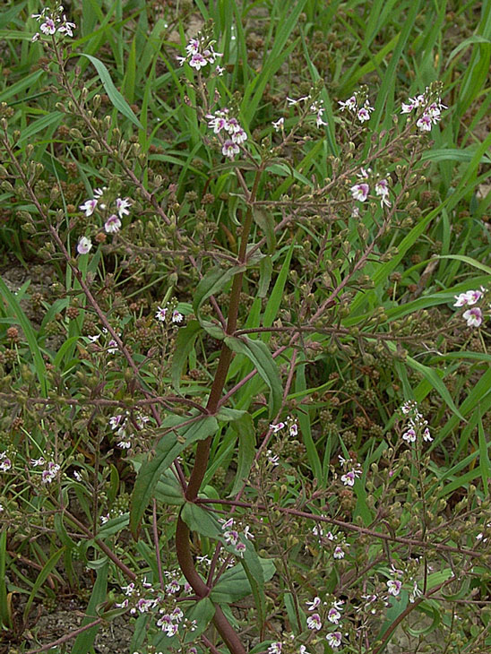 <i>Veronica anagalloides</i> Guss. subsp. <i>anagalloides</i>