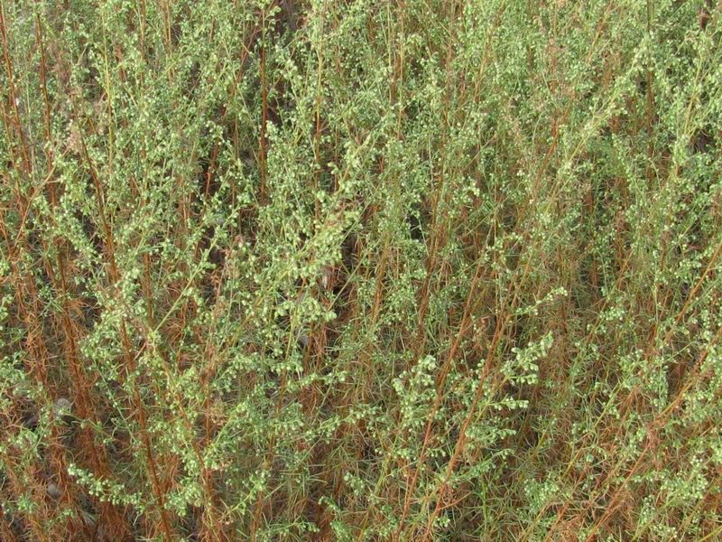 <i>Artemisia campestris</i> L. subsp. <i>variabilis</i> (Ten.) Greuter