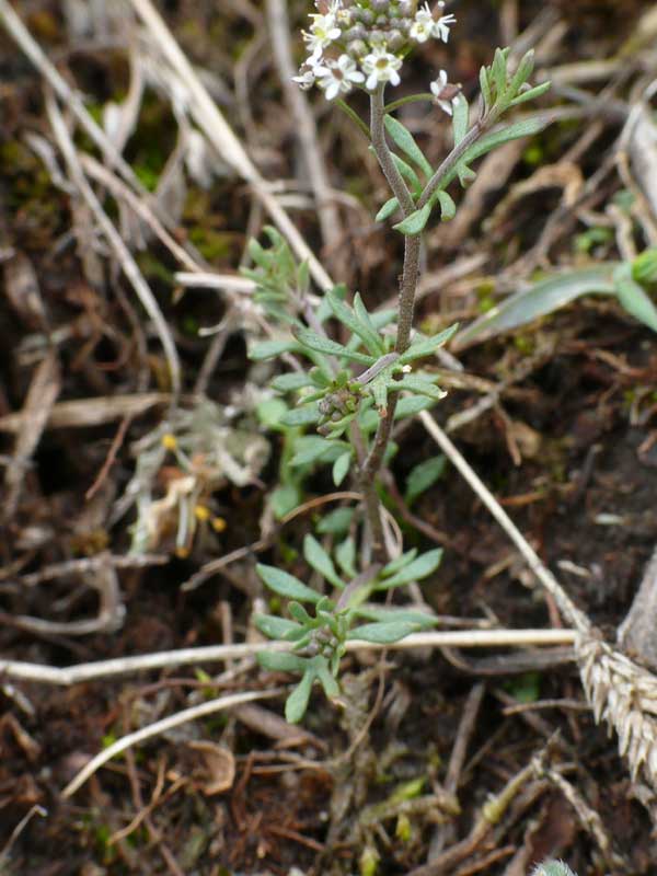 <i>Hornungia petraea</i> (L.) Rchb. subsp. <i>petraea</i>