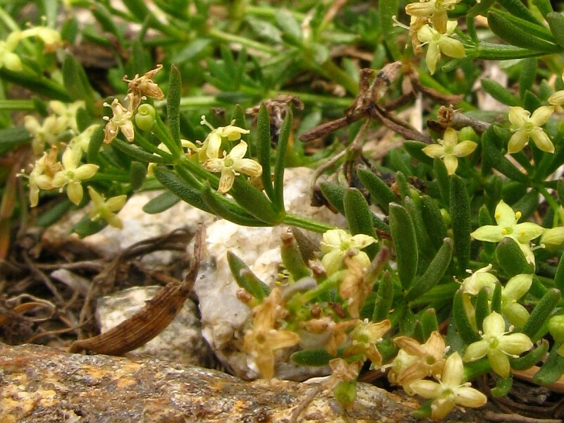 <i>Galium tendae</i> Rchb.f.