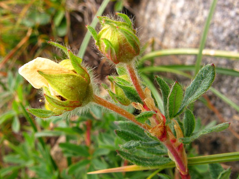 <i>Dasiphora fruticosa</i> (L.) Rydb.