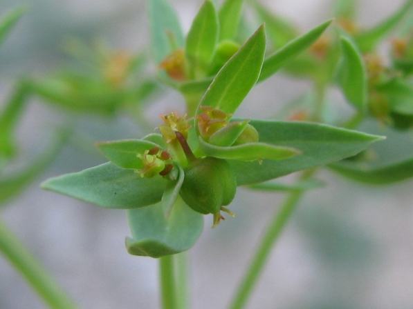 <i>Euphorbia exigua</i> L. subsp. <i>exigua</i>