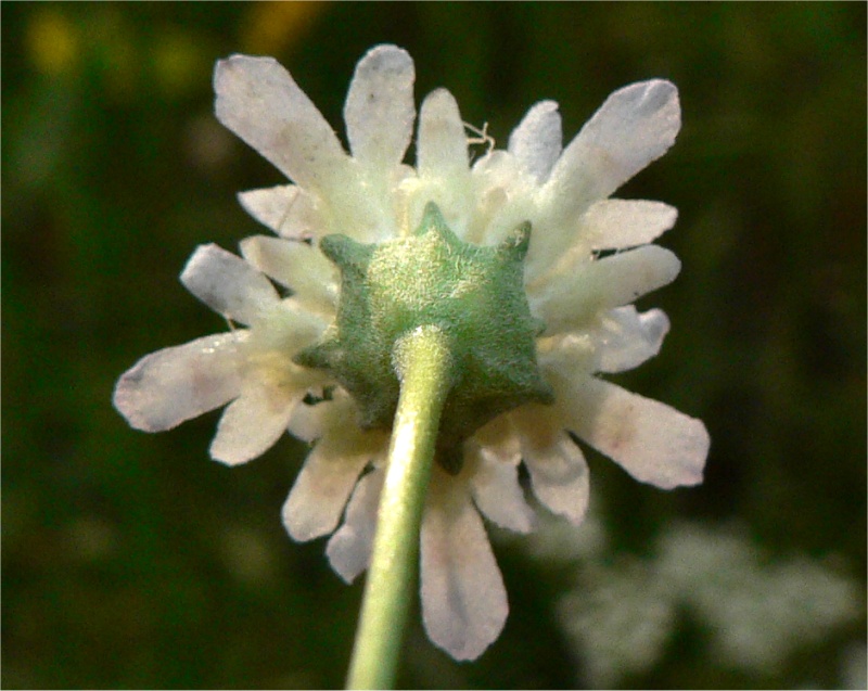 <i>Lomelosia rutifolia</i> (Vahl) Avino & P.Caputo