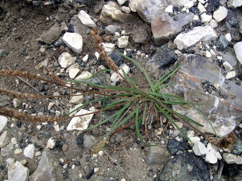 <i>Plantago maritima</i> L. subsp. <i>maritima</i>