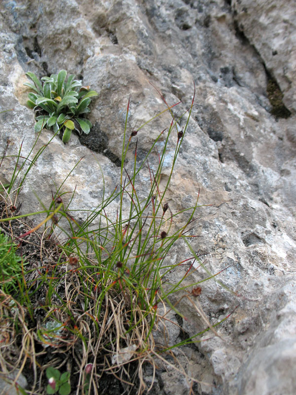 <i>Oreojuncus monanthos</i> (Jacq.) Záv.Drábk. & Kirschner